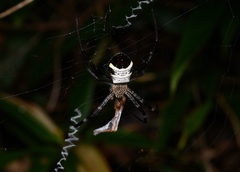 Argiope vietnamensis