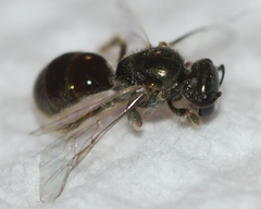 Lasioglossum illinoense
