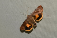 Noctua janthina