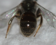 Lasioglossum illinoense