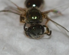 Lasioglossum illinoense