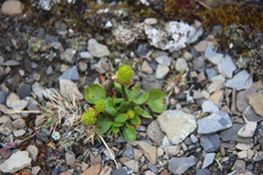 Ranunculus sulphureus