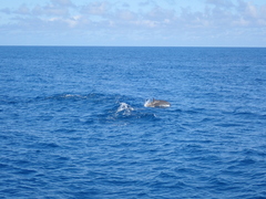 Lagenodelphis hosei