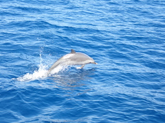Stenella attenuata