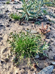 Isolepis australiensis