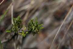 Pultenaea petiolaris