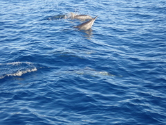 Stenella longirostris