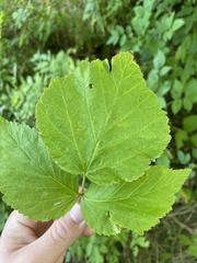 Rubus saxatilis