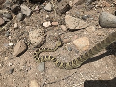 Crotalus molossus molossus