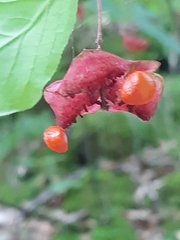 Euonymus latifolius