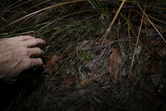 Pultenaea petiolaris