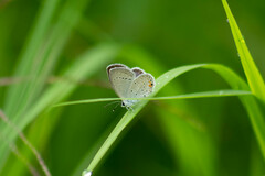 Cupido comyntas texana