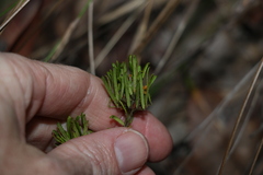 Pultenaea petiolaris