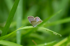 Cupido comyntas texana
