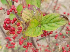 Viburnum luzonicum