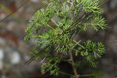 Petrophile canescens