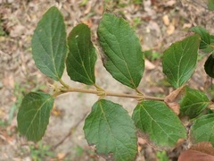 Viburnum luzonicum