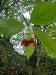 Euonymus latifolius