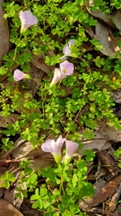 Oxalis incarnata