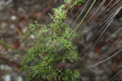 Petrophile canescens