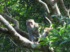 Macaca cyclopis