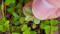 Oxalis incarnata