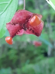 Euonymus latifolius