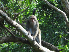 Macaca cyclopis