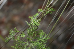 Petrophile canescens
