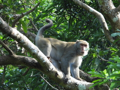 Macaca cyclopis