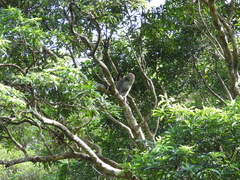 Macaca cyclopis