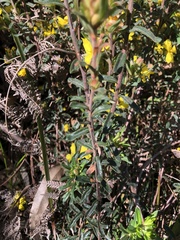 Hibbertia sericea