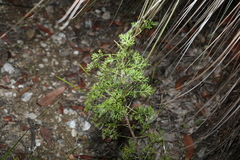Petrophile canescens