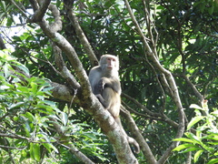 Macaca cyclopis
