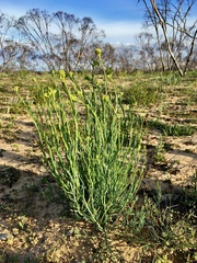 Glischrocaryon behrii