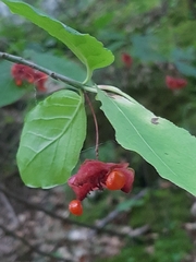 Euonymus latifolius