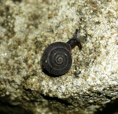 Ramogenia challengeri