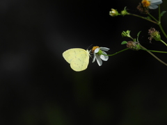 Eurema