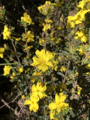 Hibbertia sericea