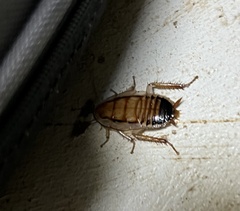 Methana athertonensis