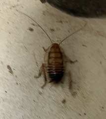 Methana athertonensis