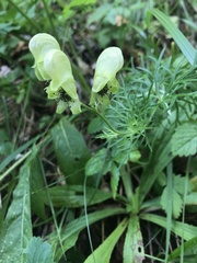Aconitum anthora