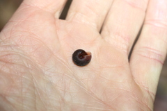 Ramogenia challengeri