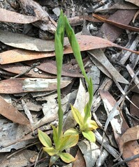 Pterostylis plumosa