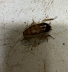 Methana athertonensis