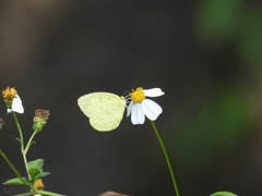Eurema