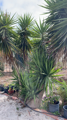 Yucca gigantea