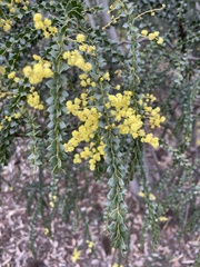 Acacia pravissima