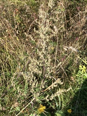 Artemisia