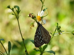 Ideopsis similis